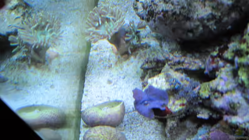Besatz im Aquarium --Littel Ozean-- von Haens84 (44)