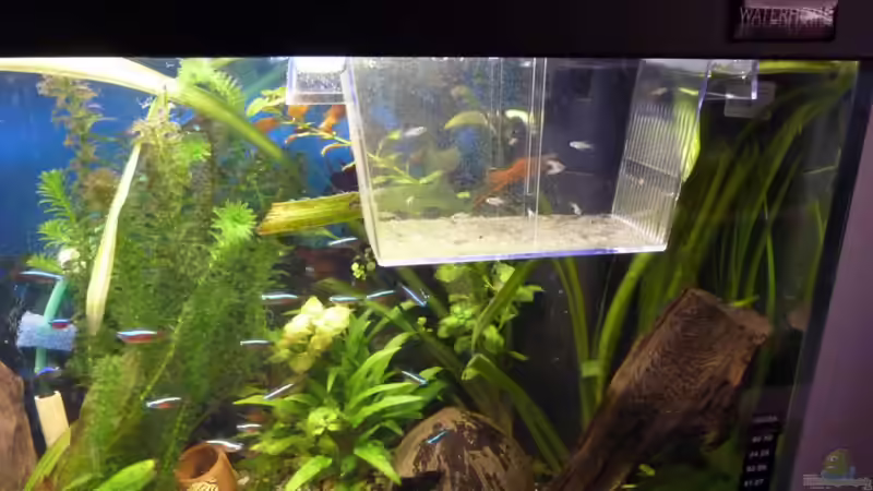 Besatz im Aquarium ++Neu++ von 19maxi96 (24)