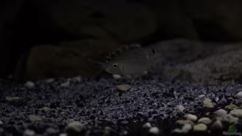 Besatz im Aquarium ..tales from the lake..aufgelöst von The Pictus catfish (36)