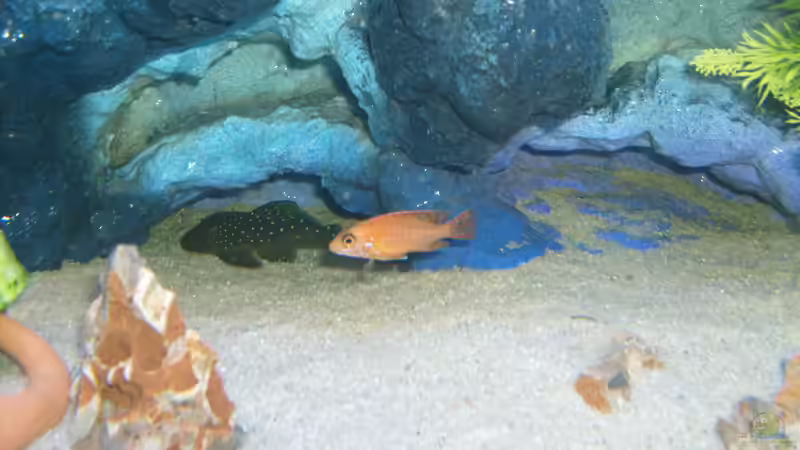 Besatz im Aquarium -MALAWI-BECKEN- von JAMES-JONES (13)