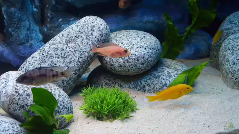 Besatz im Aquarium -MALAWI-BECKEN- von JAMES-JONES (16)