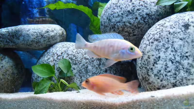 Besatz im Aquarium -MALAWI-BECKEN- von JAMES-JONES (18)