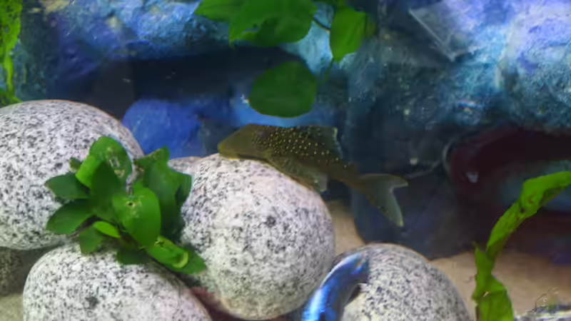 Besatz im Aquarium -MALAWI-BECKEN- von JAMES-JONES (29)