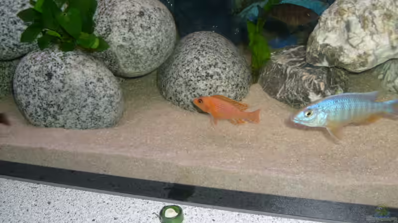 Besatz im Aquarium -MALAWI-BECKEN- von JAMES-JONES (30)