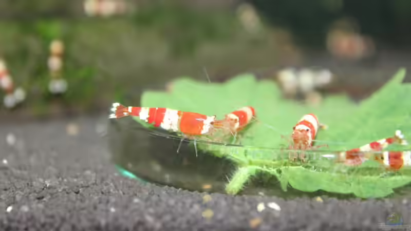 Besatz im Aquarium 1. Versuch Nano Cube von Ralf Kottmeier (23)