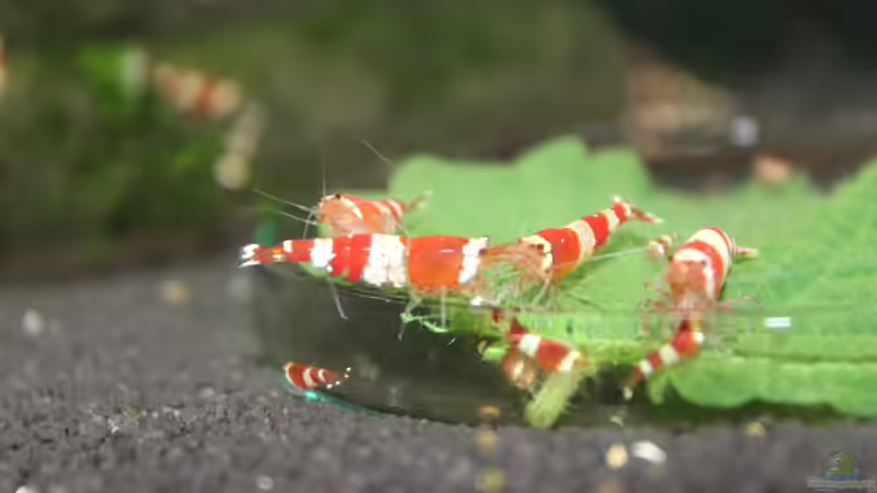 Besatz im Aquarium 1. Versuch Nano Cube von Ralf Kottmeier (25)