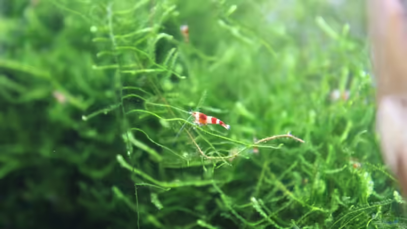 Besatz im Aquarium 1. Versuch Nano Cube von Ralf Kottmeier (26)