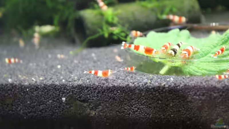 Besatz im Aquarium 1. Versuch Nano Cube von Ralf Kottmeier (27)