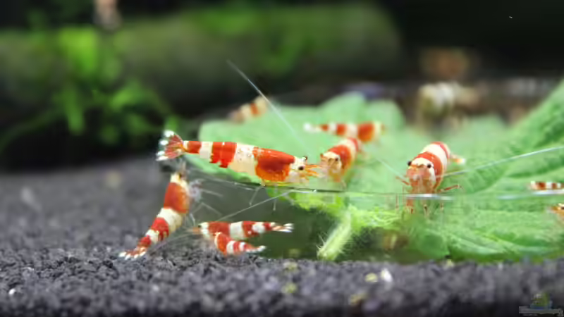 Besatz im Aquarium 1. Versuch Nano Cube von Ralf Kottmeier (28)