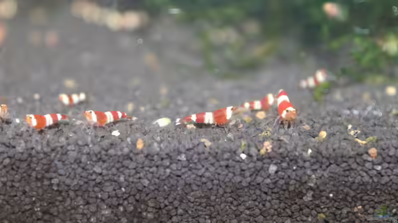 Besatz im Aquarium 1. Versuch Nano Cube von Ralf Kottmeier (29)