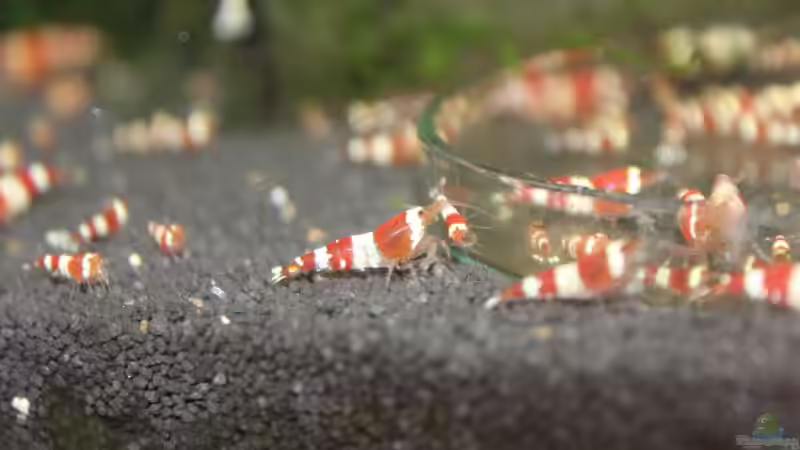 Besatz im Aquarium 1. Versuch Nano Cube von Ralf Kottmeier (31) (32)