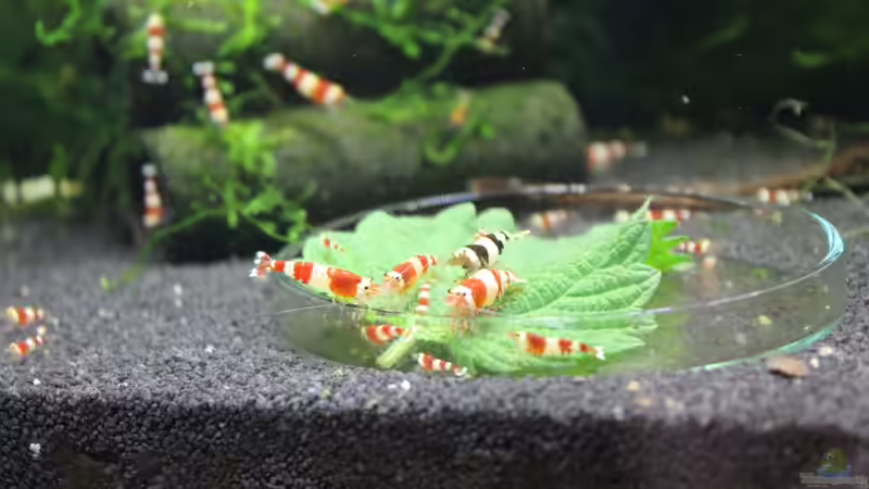 Besatz im Aquarium 1. Versuch Nano Cube von Ralf Kottmeier (34)