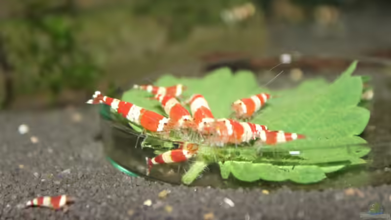 Besatz im Aquarium 1. Versuch Nano Cube von Ralf Kottmeier (35)