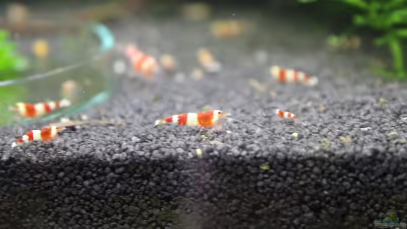 Besatz im Aquarium 1. Versuch Nano Cube von Ralf Kottmeier (36)