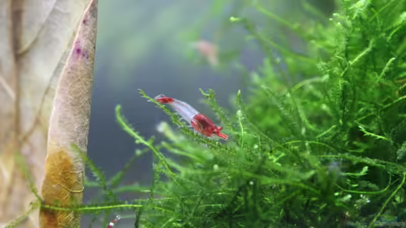 Besatz im Aquarium 1. Versuch Nano Cube von Ralf Kottmeier (39)