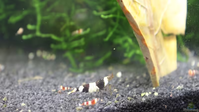 Besatz im Aquarium 1. Versuch Nano Cube von Ralf Kottmeier (40)