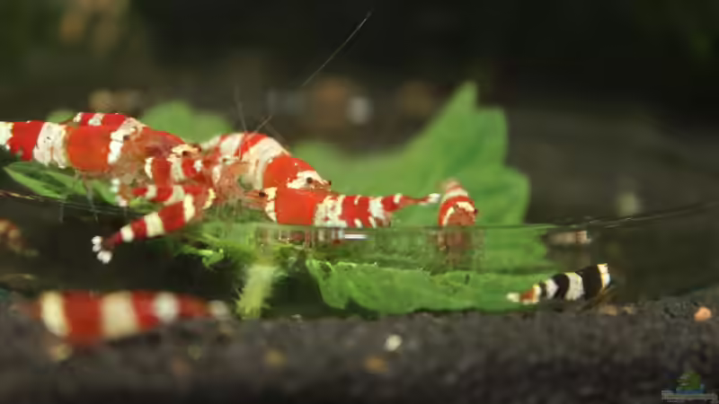 Besatz im Aquarium 1. Versuch Nano Cube von Ralf Kottmeier (41)