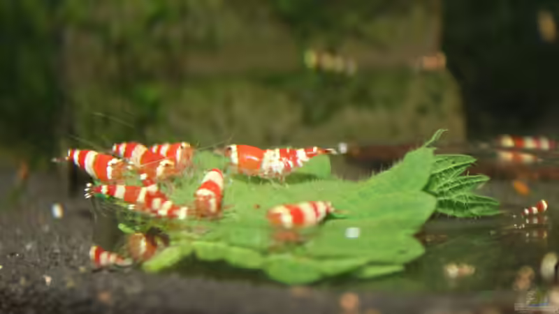 Besatz im Aquarium 1. Versuch Nano Cube von Ralf Kottmeier (43)