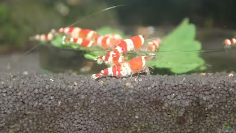 Besatz im Aquarium 1. Versuch Nano Cube von Ralf Kottmeier (44)