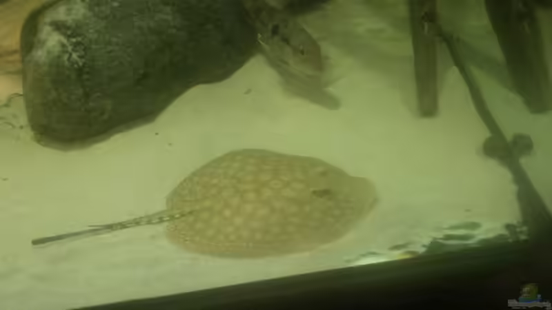 Besatz im Aquarium 1000l Altum-Biotop von Der Fischer (18)