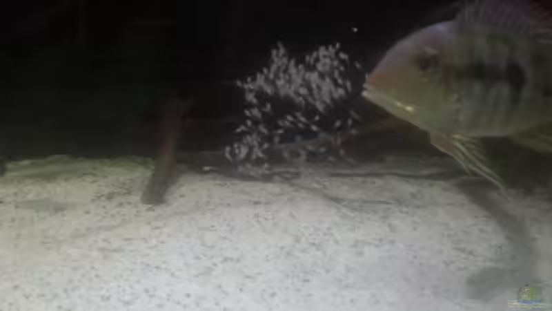 Besatz im Aquarium 1000l Altum-Biotop von Der Fischer (20)