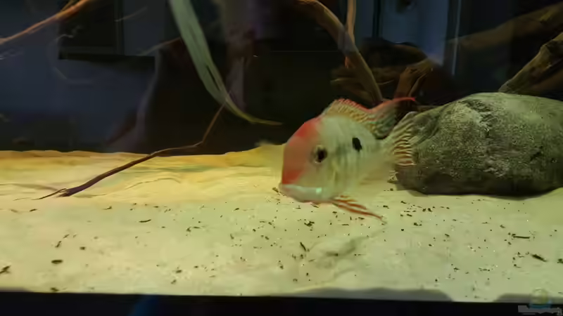 Besatz im Aquarium 1000l Altum-Biotop von Der Fischer (23)