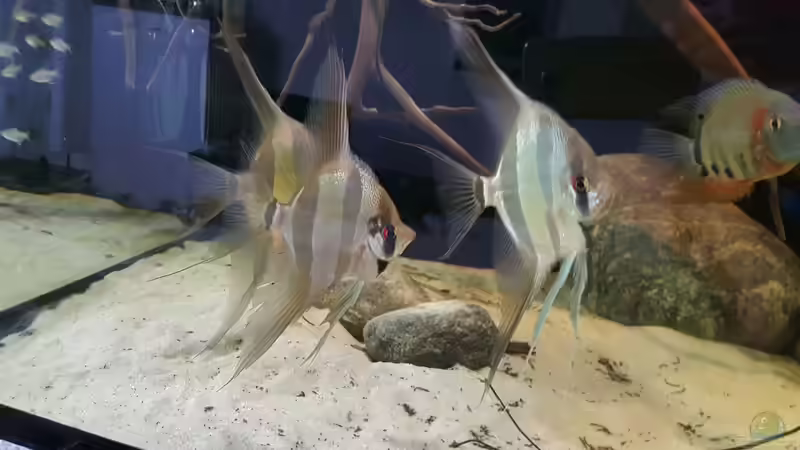 Besatz im Aquarium 1000l Altum-Biotop von Der Fischer (24)