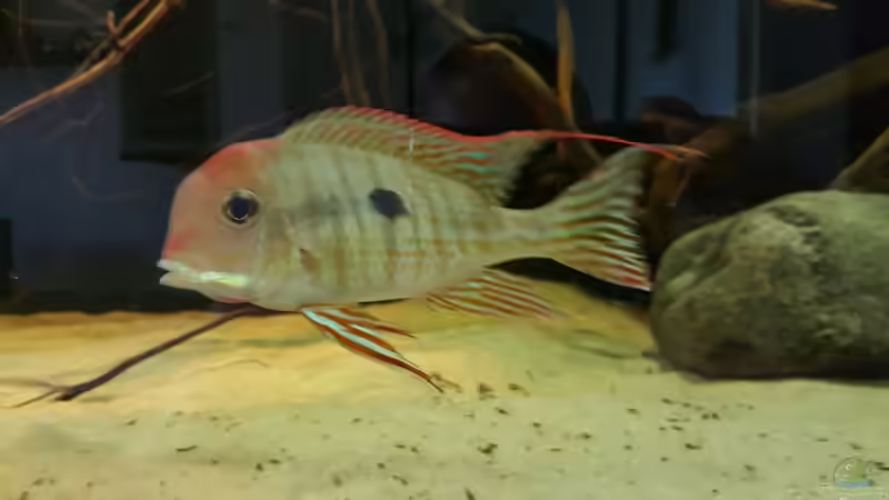 Besatz im Aquarium 1000l Altum-Biotop von Der Fischer (25)