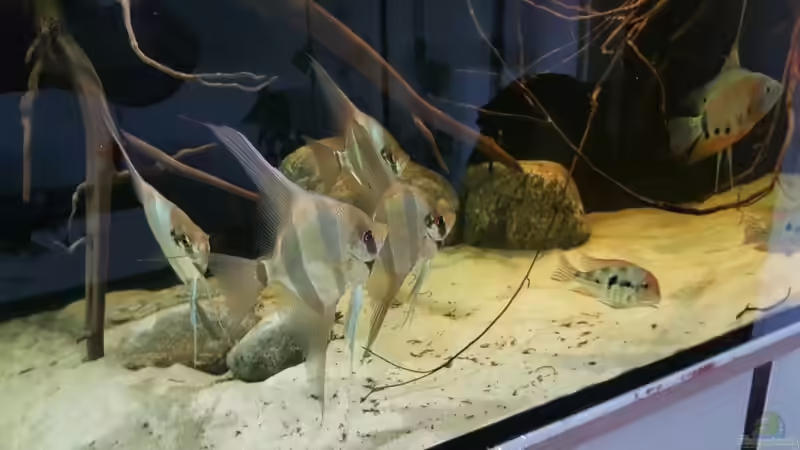 Besatz im Aquarium 1000l Altum-Biotop von Der Fischer (26)