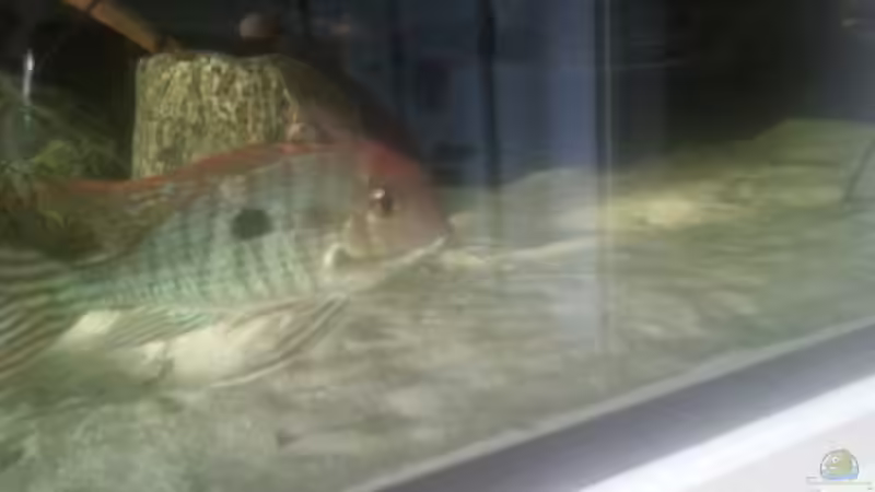 Besatz im Aquarium 1000l Altum-Biotop von Der Fischer (27)