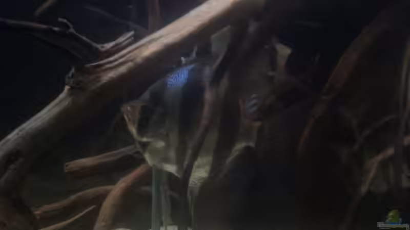 Besatz im Aquarium 1000l Altum-Biotop von Der Fischer (28)