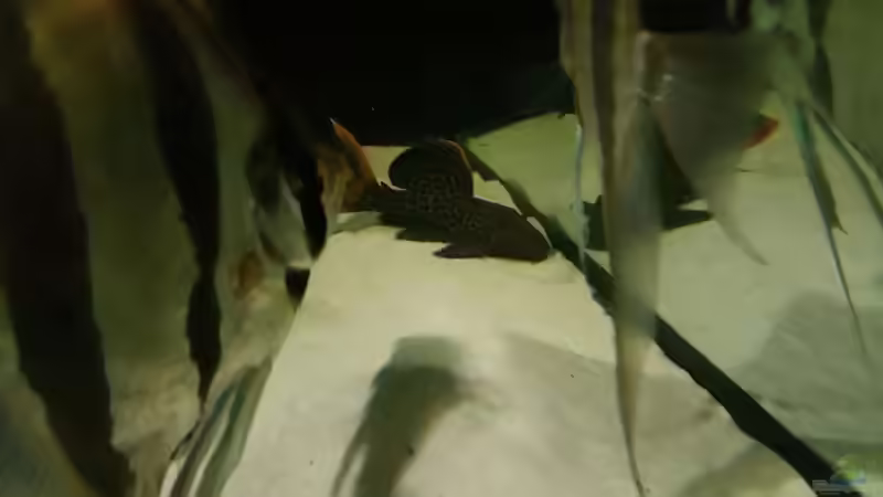 Besatz im Aquarium 1000l Altum-Biotop von Der Fischer (29)