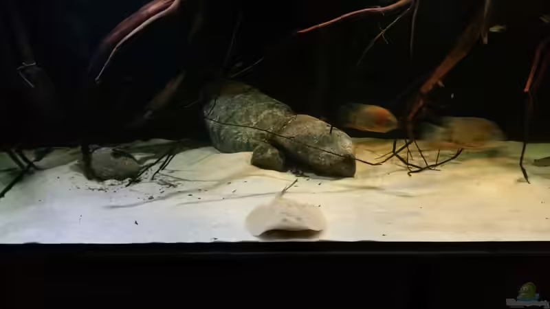 Besatz im Aquarium 1000l Altum-Biotop von Der Fischer (31)