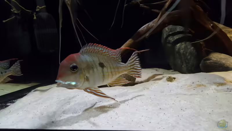 Besatz im Aquarium 1000l Altum-Biotop von Der Fischer (34)