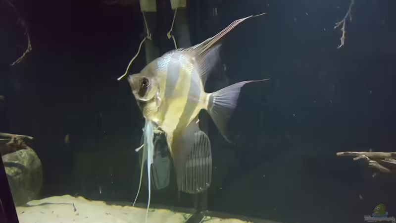 Besatz im Aquarium 1000l Altum-Biotop von Der Fischer (36)