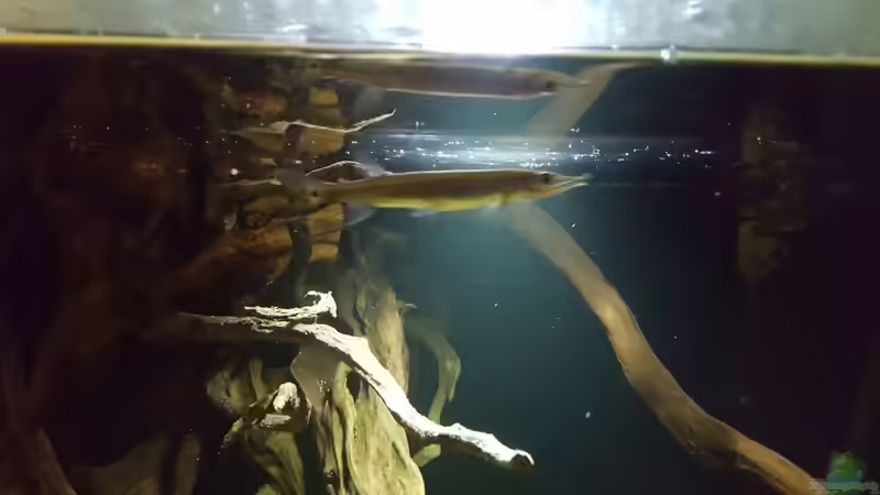 Besatz im Aquarium 1000l Altum-Biotop von Der Fischer (38)