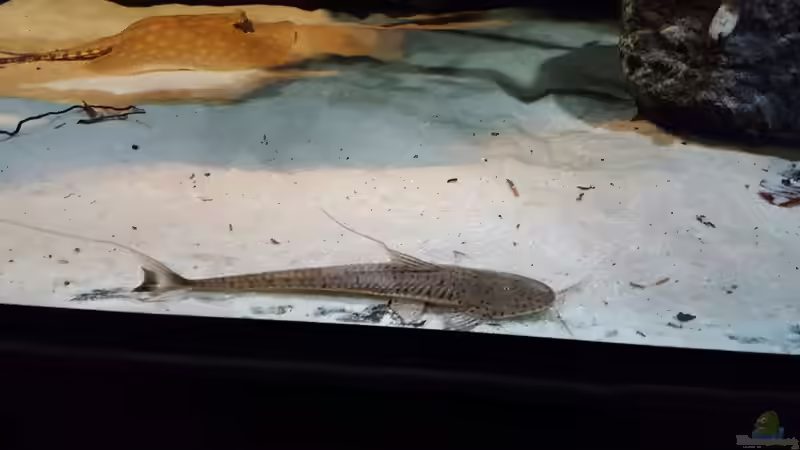 Besatz im Aquarium 1000l Altum-Biotop von Der Fischer (39)