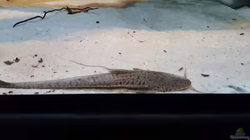 Besatz im Aquarium 1000l Altum-Biotop von Der Fischer (41)