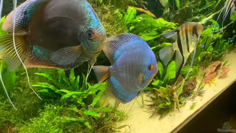 Besatz im Aquarium 1000L Amazonas von signo (33)