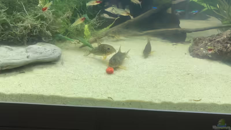 Besatz im Aquarium 1000L Amazonas von signo (34)