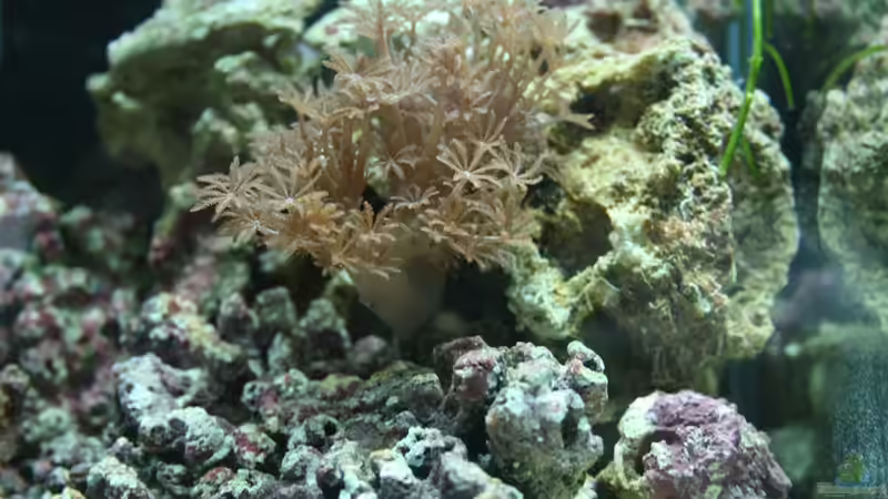 Besatz im Aquarium 10L Nanoriff von Stalker (3)