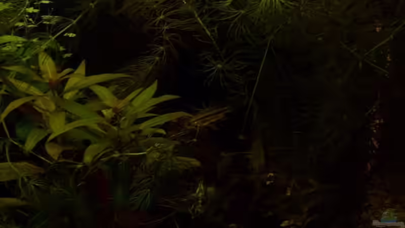 Besatz im Aquarium 112 Liter Südamerika von Vanessa Hansen (15)