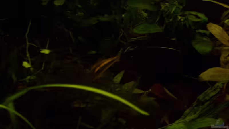 Besatz im Aquarium 112 Liter Südamerika von Vanessa Hansen (16)