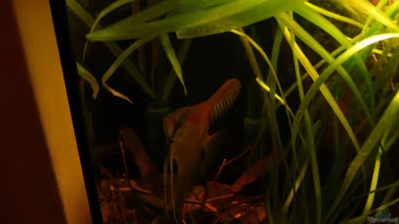 Besatz im Aquarium 112 Südamerika,N von Cichlid Power (45)