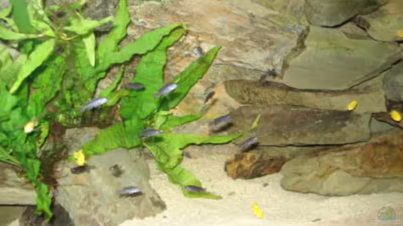 Besatz im Aquarium 112l Aufzuchtsaquarium von Lukas Szewczyk (13)