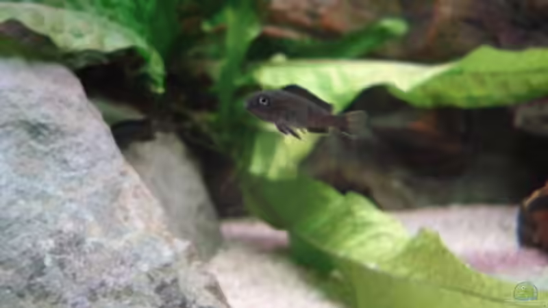 Besatz im Aquarium 112l Aufzuchtsaquarium von Lukas Szewczyk (14)