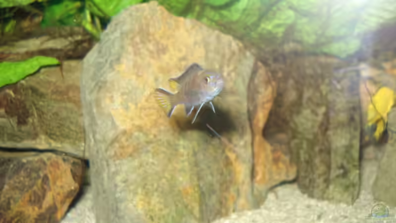 Besatz im Aquarium 112l Aufzuchtsaquarium von Lukas Szewczyk (15)