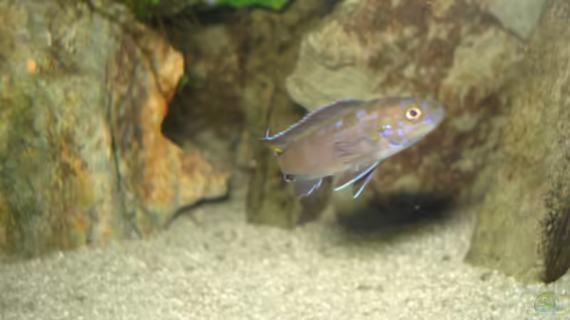 Besatz im Aquarium 112l Aufzuchtsaquarium von Lukas Szewczyk (18)