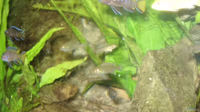 Besatz im Aquarium 112l Aufzuchtsaquarium von Lukas Szewczyk (19)