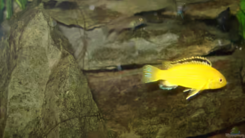 Besatz im Aquarium 112l Aufzuchtsaquarium von Lukas Szewczyk (20)